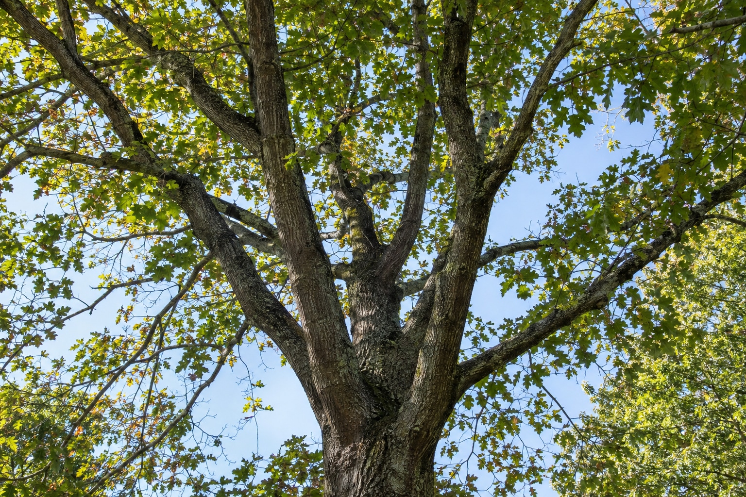 Natural branching structure of a mature leafy tree