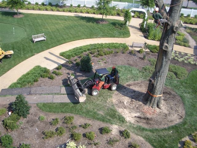 Tree work beside paved paths and garden beds