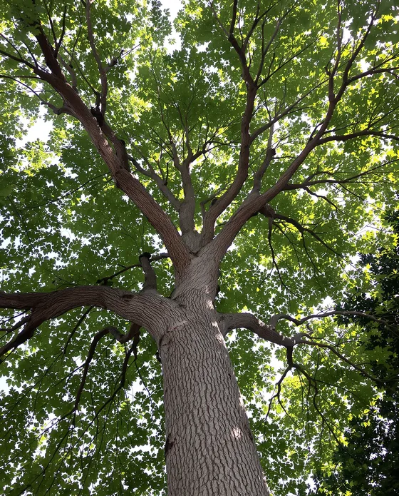 Looking up the trunk into the green canopy of a mature shade tree