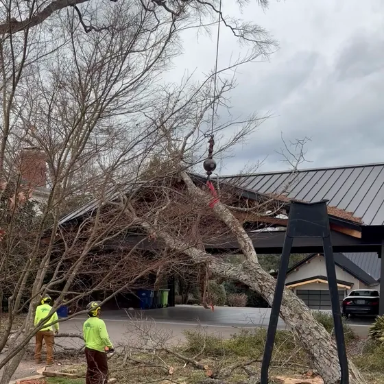 Crane hook and sling rigged to a large tree lying across a house roof as crew members work nearby