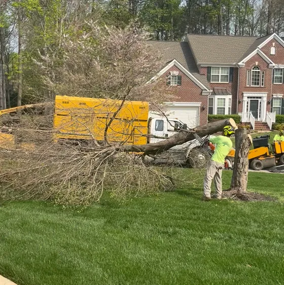 Felled tree on a front lawn with a crew member and a yellow chip truck