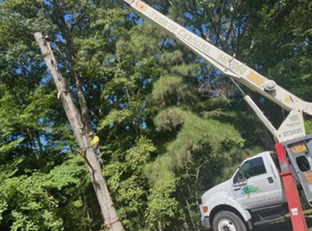 Climber on a tall trunk beside the white boom of a crane truck