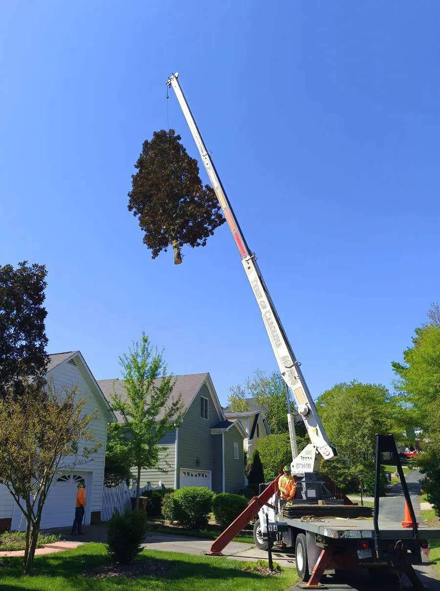 White Terex boom truck lifting a tree crown beside a residential driveway