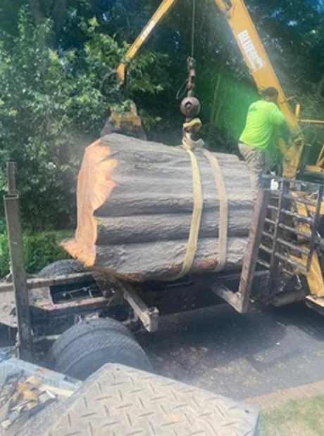 Large trunk section strapped and lifted onto a truck bed