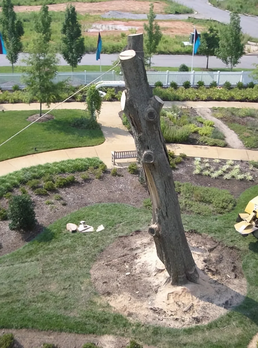 Aerial view of a tall rigged trunk in a landscaped courtyard with paths and planting beds
