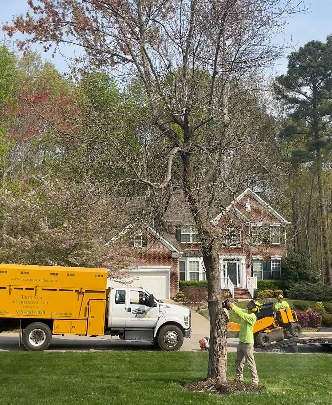 Crew member cutting at the base of a tree on a front lawn, with a Trees of Carolina chip truck behind