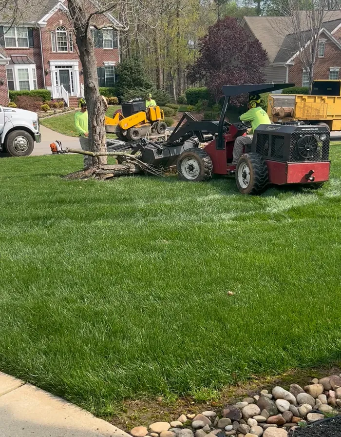Red grapple loader dragging cut limbs across a lawn toward a yellow chip truck