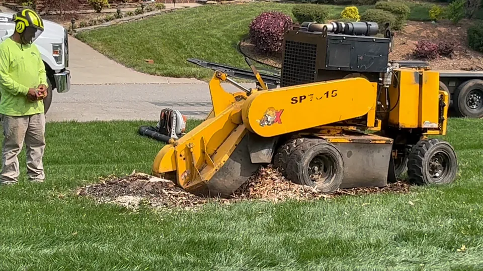 Yellow stump grinder working a stump on a lawn as a crew member watches