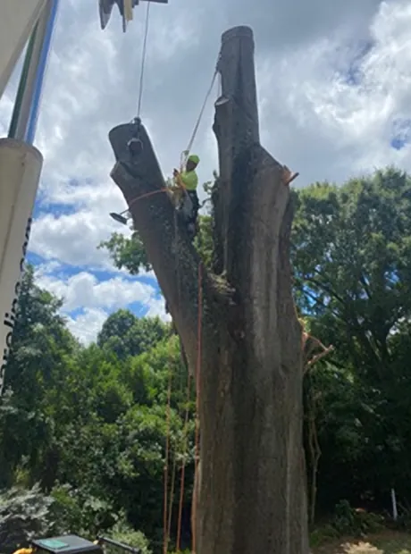 Climber working high on a tall, reduced trunk