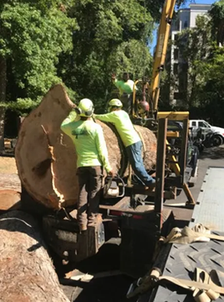 Two crew members securing a huge trunk section on a truck bed
