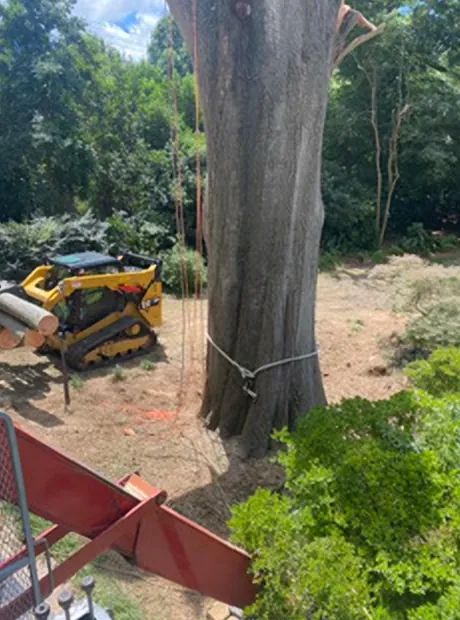 Tall bare trunk rigged for removal beside a tracked loader