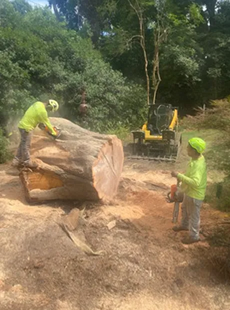 Crew cutting a very large trunk section with a compact loader behind