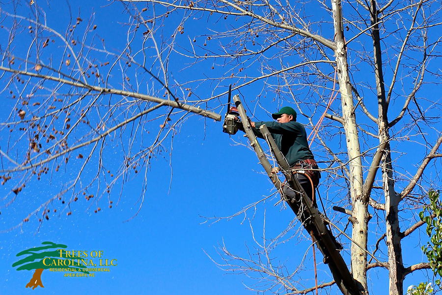 tree-pruning