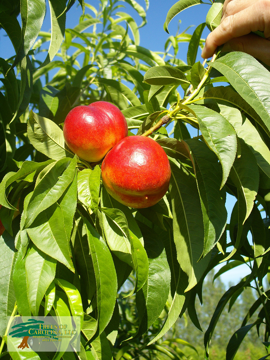 summer-pruning