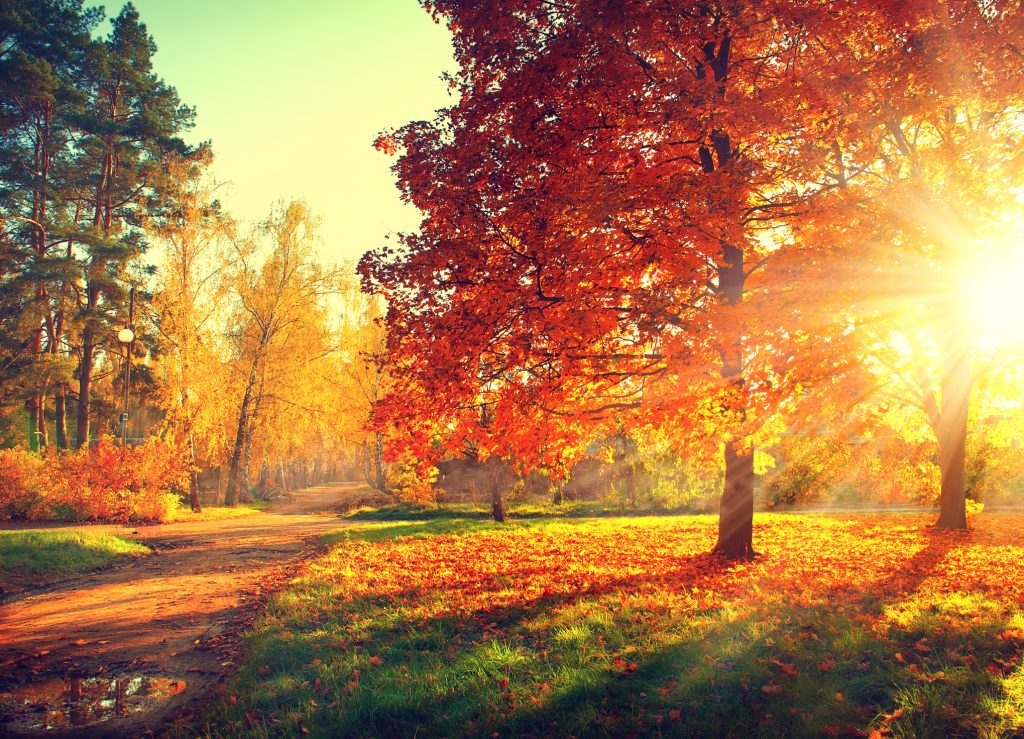 Fall Tree Care