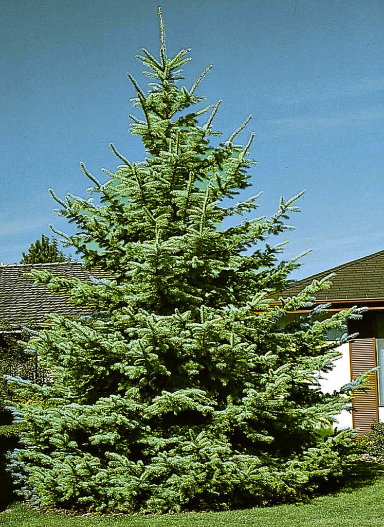 colorado-blue-spruce