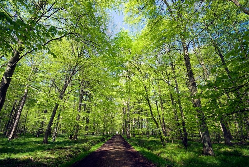 tree tips for trees of carolina