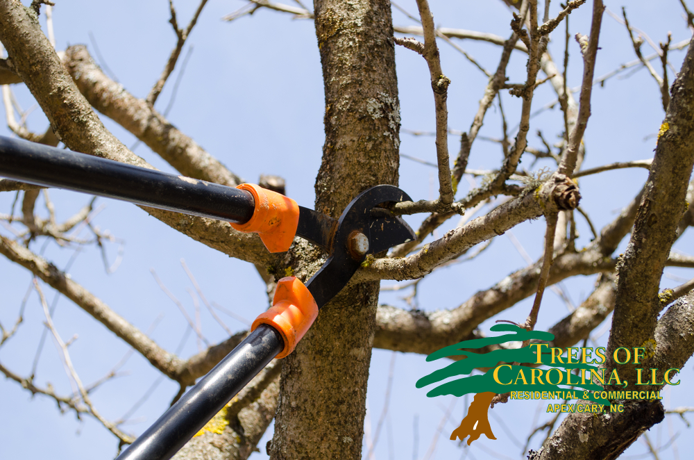 Don't Use Climbing Spikes When Pruning Trees