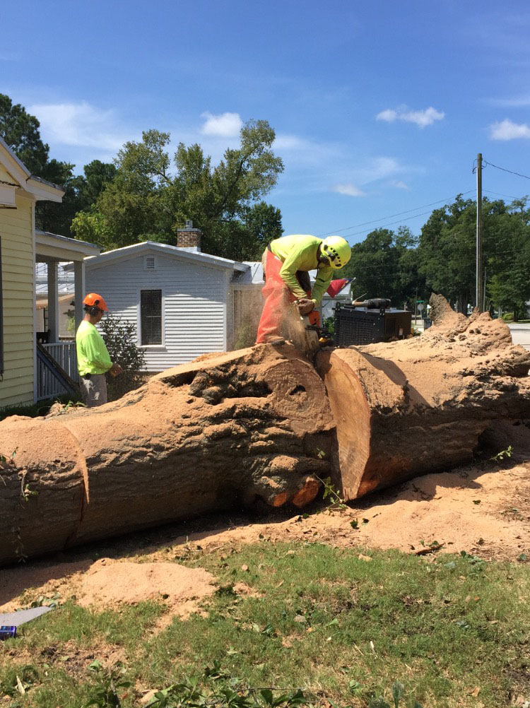 Trees of Carolina - Tree Service in North Carolina